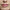 Peptide Lip Tint Gloss Rose Sugar Jelly