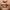 Peptide Lip Tint Gloss Caramel Glaze